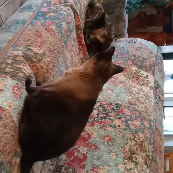 Meet your Posher, Ann - Picture 5 of 7